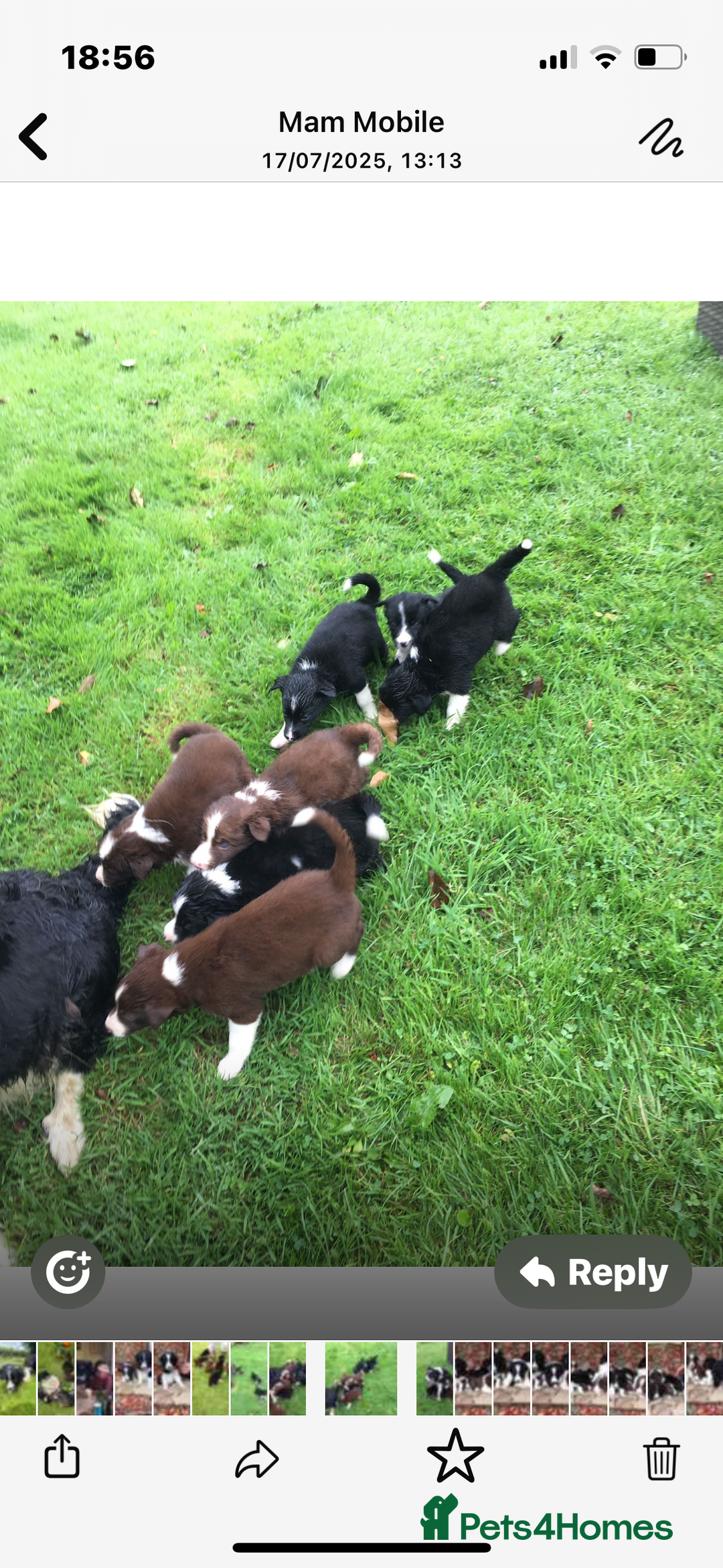 Border Collie dogs for sale: Gorgeous border collie puppies - Image 12