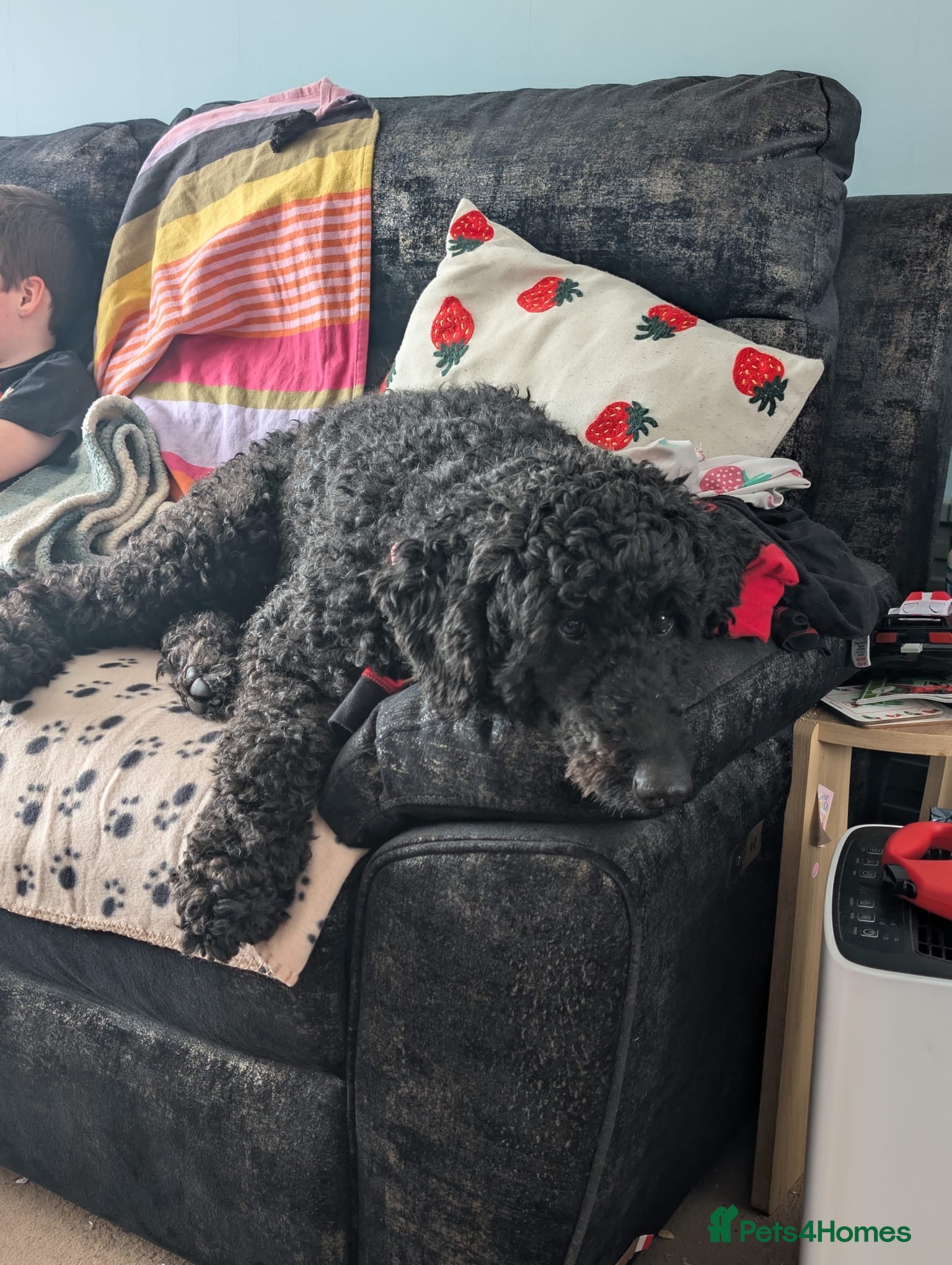 Standard Poodle dogs Standard poodle - Advert 2