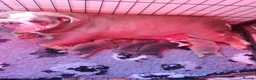 English Bulldog dogs for sale: 4 beautiful English bulldog puppies  - Advert 3