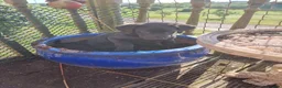 Labrador Retriever dogs for sale: Black Labrador puppy from working lines in Bromsgrove - Advert 7