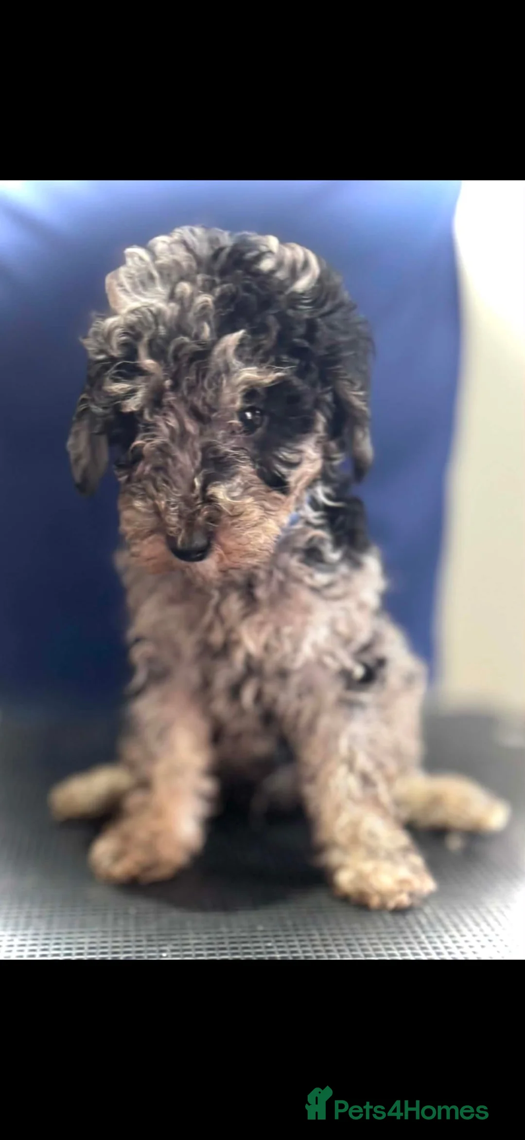 Miniature Poodle dogs for sale: miniature poodle puppies  in Doncaster - Advert 6