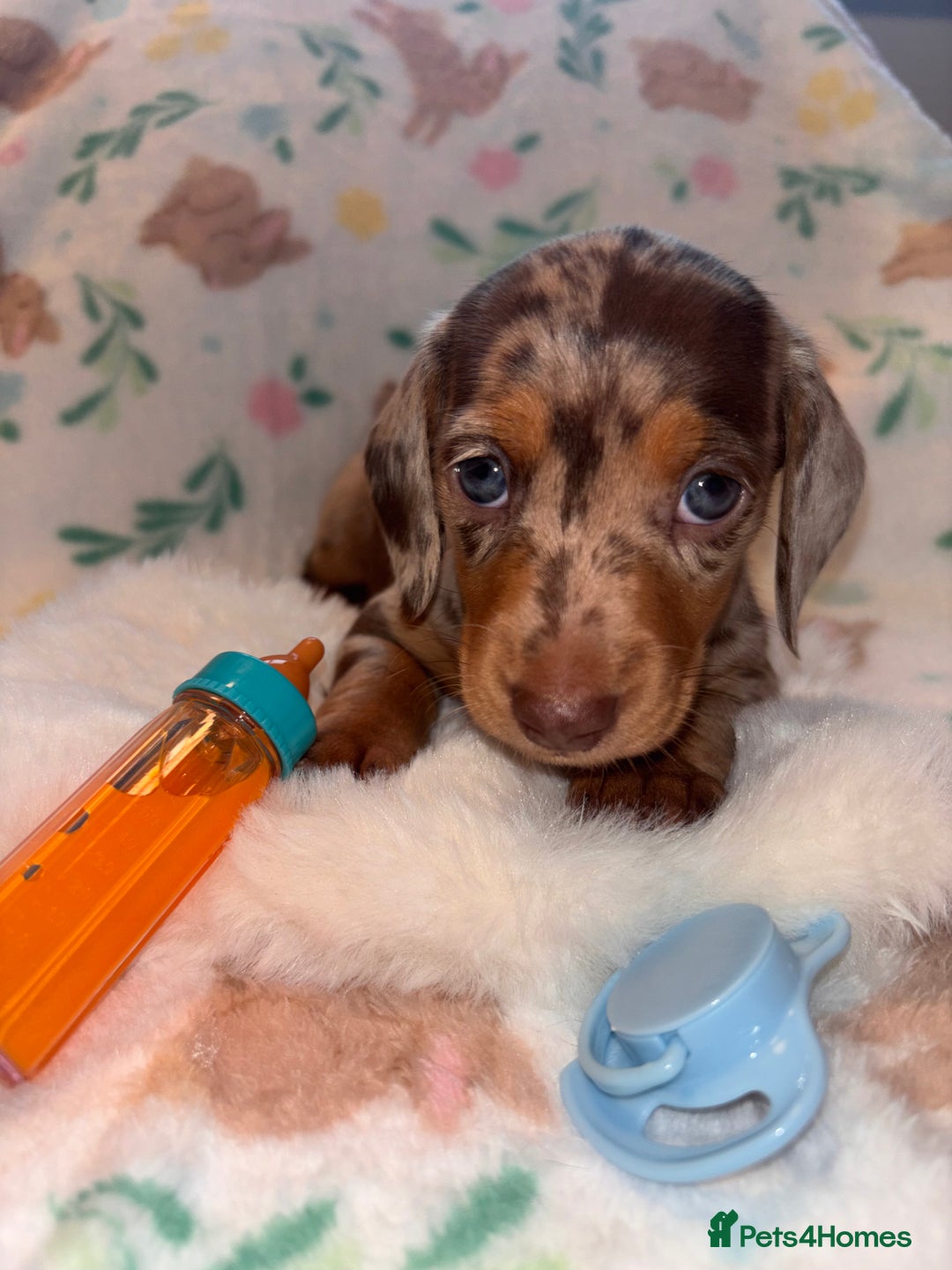 Miniature Dachshund dogs for sale: Dreamy miniature dachshunds  - Advert 6