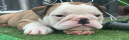 English Bulldog dogs for sale: Ready to leave this weekend  - Advert 7