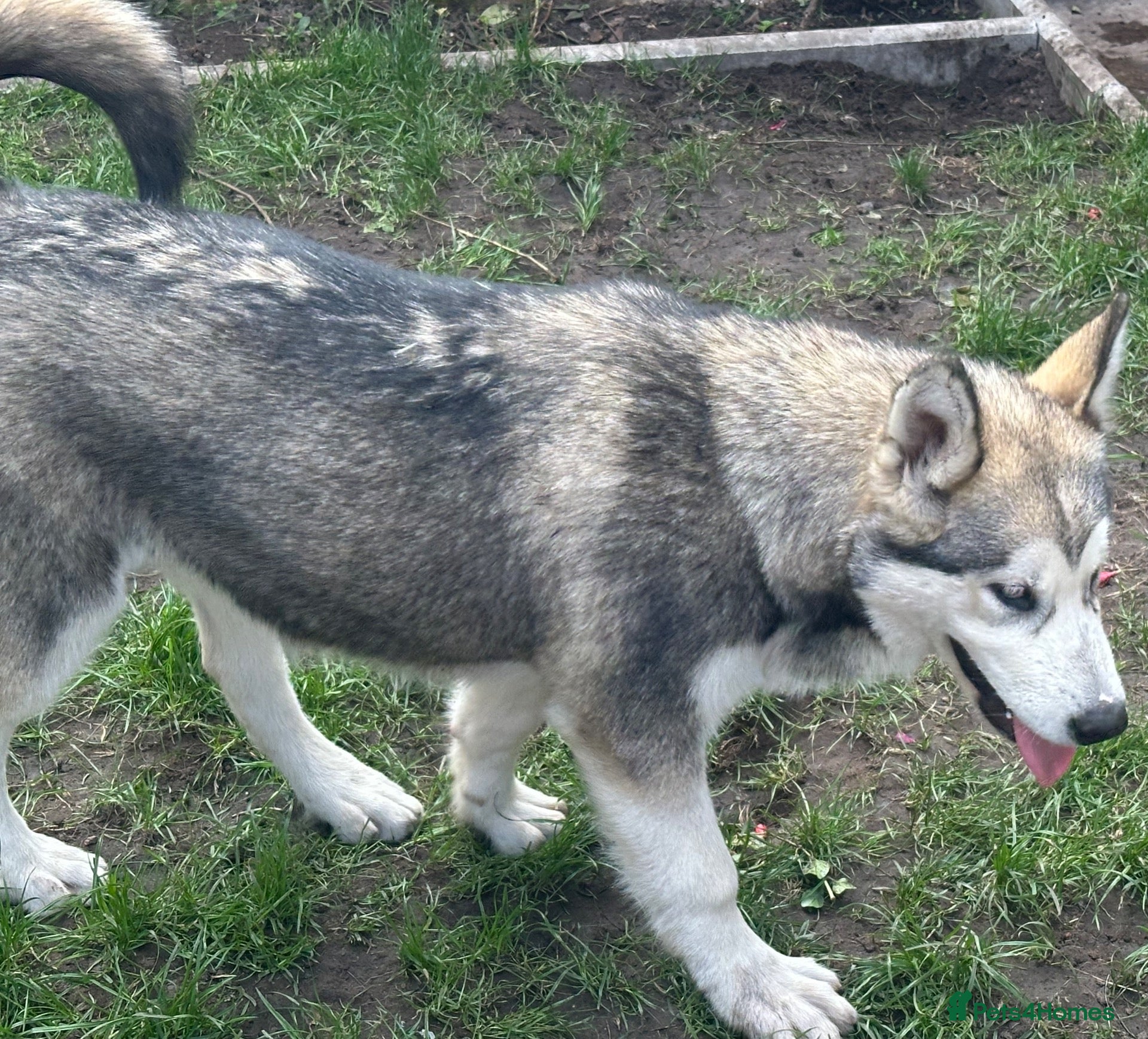 Alaskan Malamute dogs Last 2 females available  - Advert 1