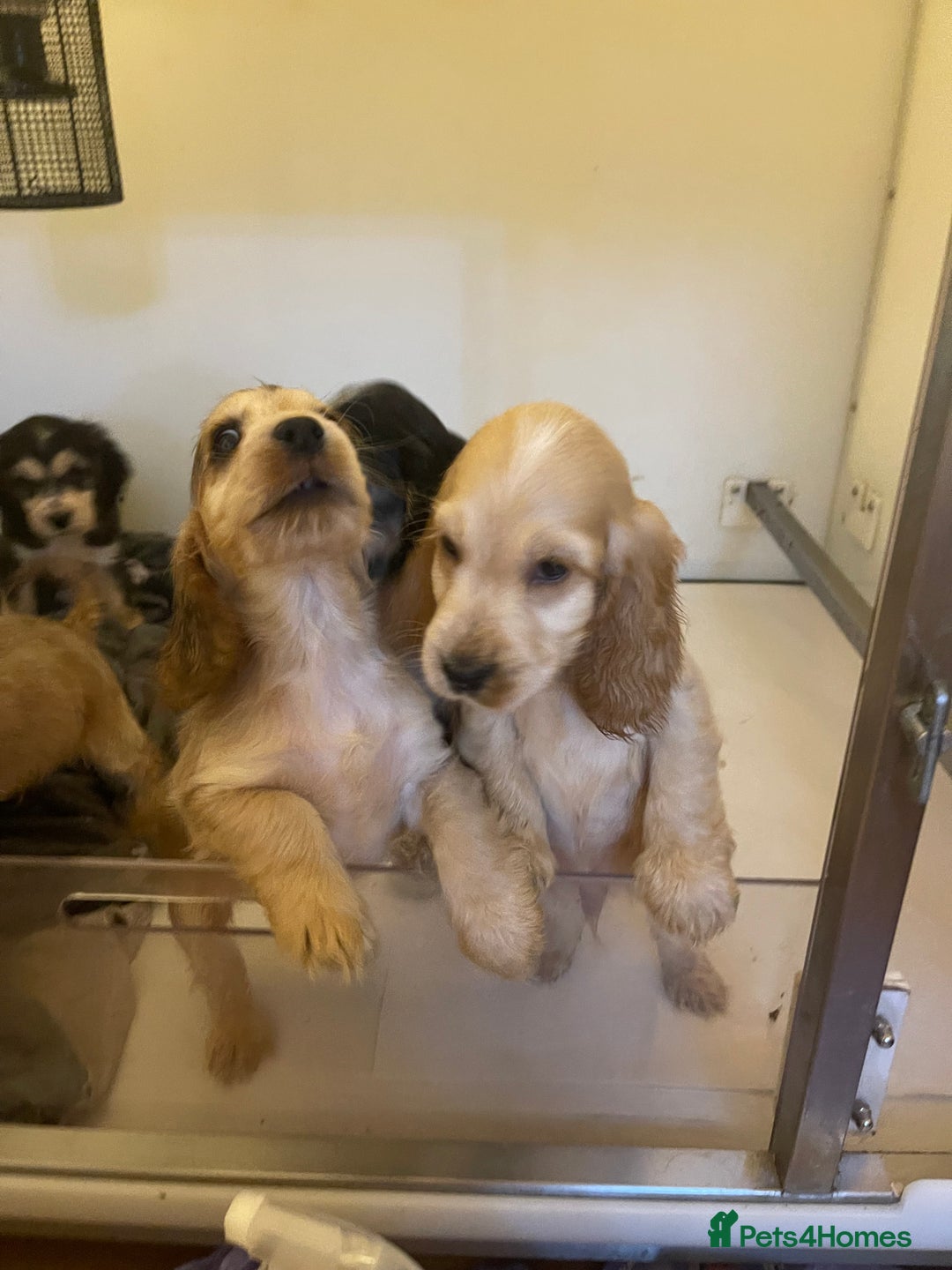 Cocker Spaniel dogs for sale: Quality litter of Show Type Cocker Spainels  - Advert 5