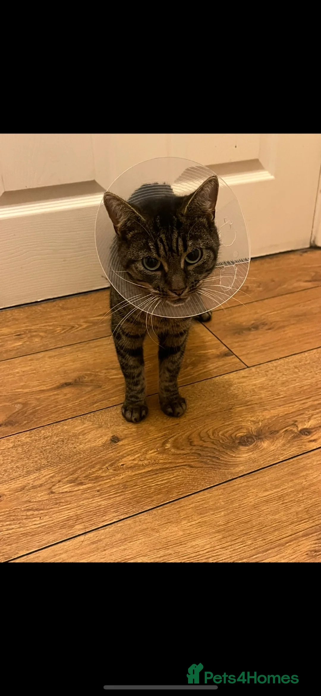Mixed Breed cats for sale: Beautiful Blu looking for her Forever Home 🏡 - Advert 1