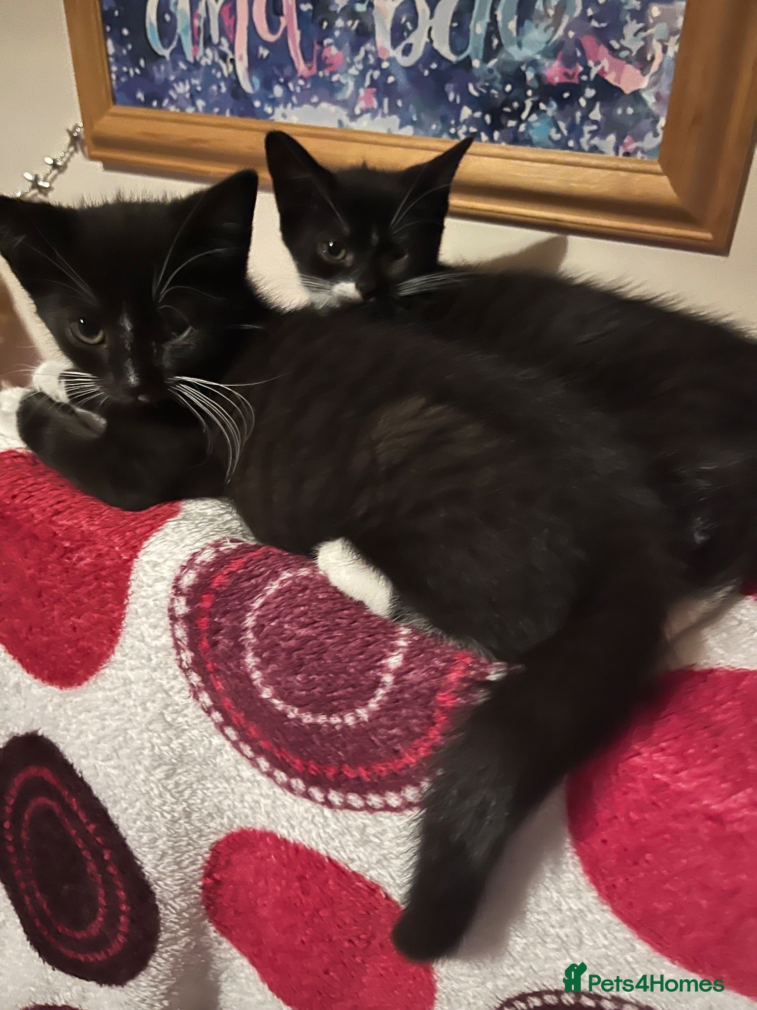 Domestic Shorthair cats Bonded Rescue Kittens Looking for a Forever Home - Advert 15