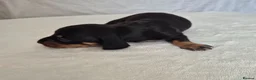 Miniature Dachshund dogs for sale: 🖤 Stunning Miniature Dachshunds 🖤 - Advert 8