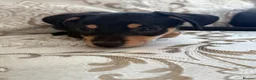 Dachshund dogs for sale: Female puppy ready to go  - Advert 5