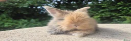 Angora rabbits for sale: 🌟STUNNING ANGORA BABIES- maxi full face 🌟 - Advert 3