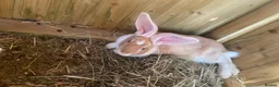Netherland Dwarf rabbits for sale: Rabbits for sale - Advert 13
