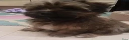 Shih Tzu dogs for sale: Pretty  girl  Shih Tzu in Boston - Advert 7