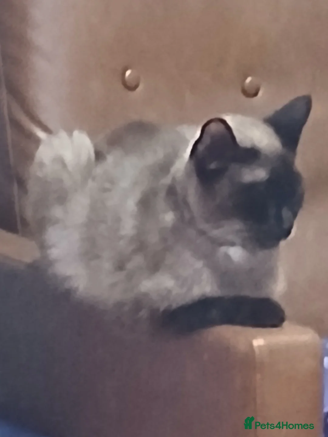 Mixed Breed cats for sale: 3 kittens  - Advert 4