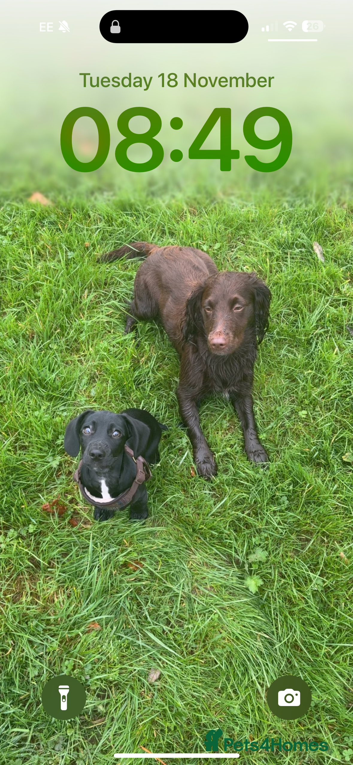 Mixed Breed dogs Miniature Dachshund X Springer Spaniel - Bitch in Castle Douglas - Advert 3