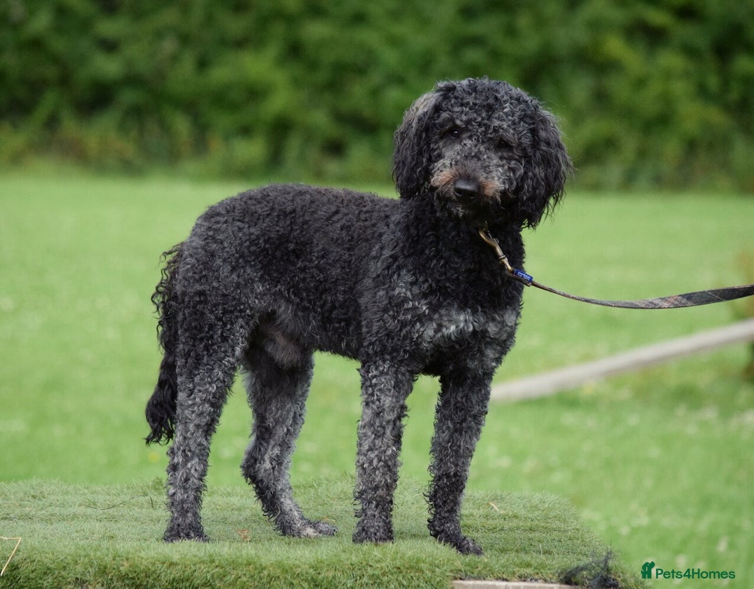 Double Doodle dogs for sale: Coming soon - Double Doodle puppies  - Advert 8