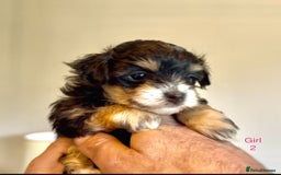Maltipoo dogs for sale: Exquisitely Adorable Toy Maltipoo Puppies  - Image 12
