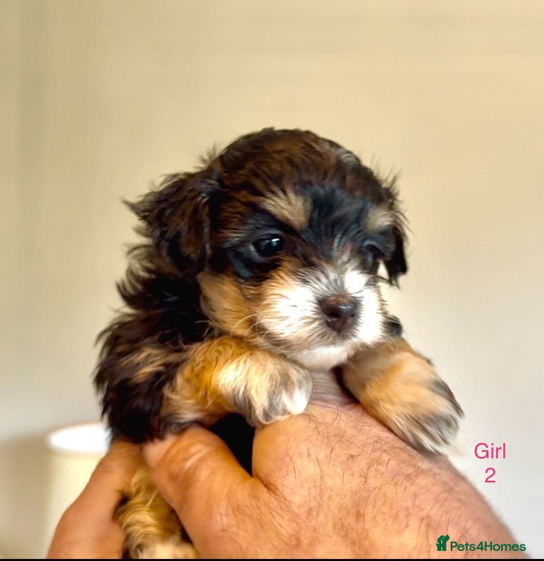 Maltipoo dogs for sale: Exquisitely Adorable Toy Maltipoo Puppies  - Image 12