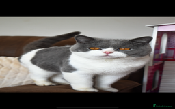 British Shorthair cats for sale: Two beautiful British shorthairs - Image 1