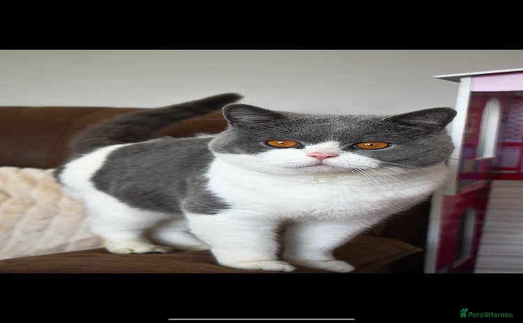 British Shorthair cats - Advert 11