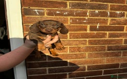 Miniature Dachshund dogs for sale: Miniature Dachshund Puppies  - Image 15