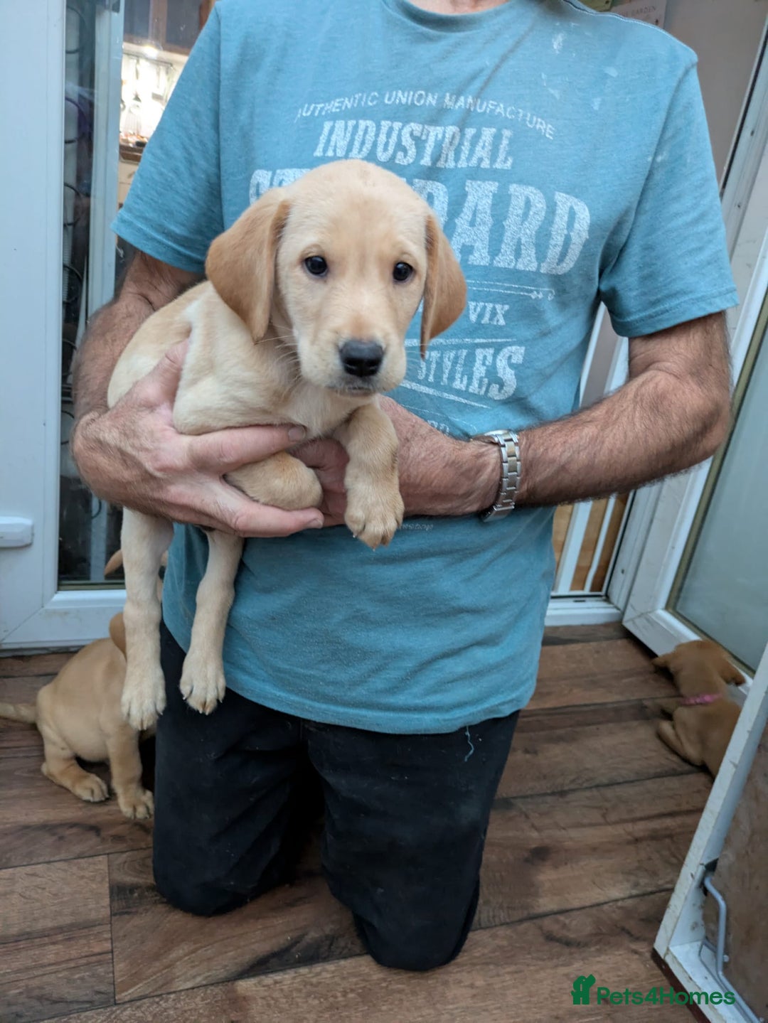 Labrador Retriever dogs for sale: Red and yellow Labrador puppies for sale. - Image 12