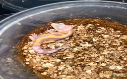 Leopard Gecko reptiles for sale: Baby leopard geckos for sale - Image 9