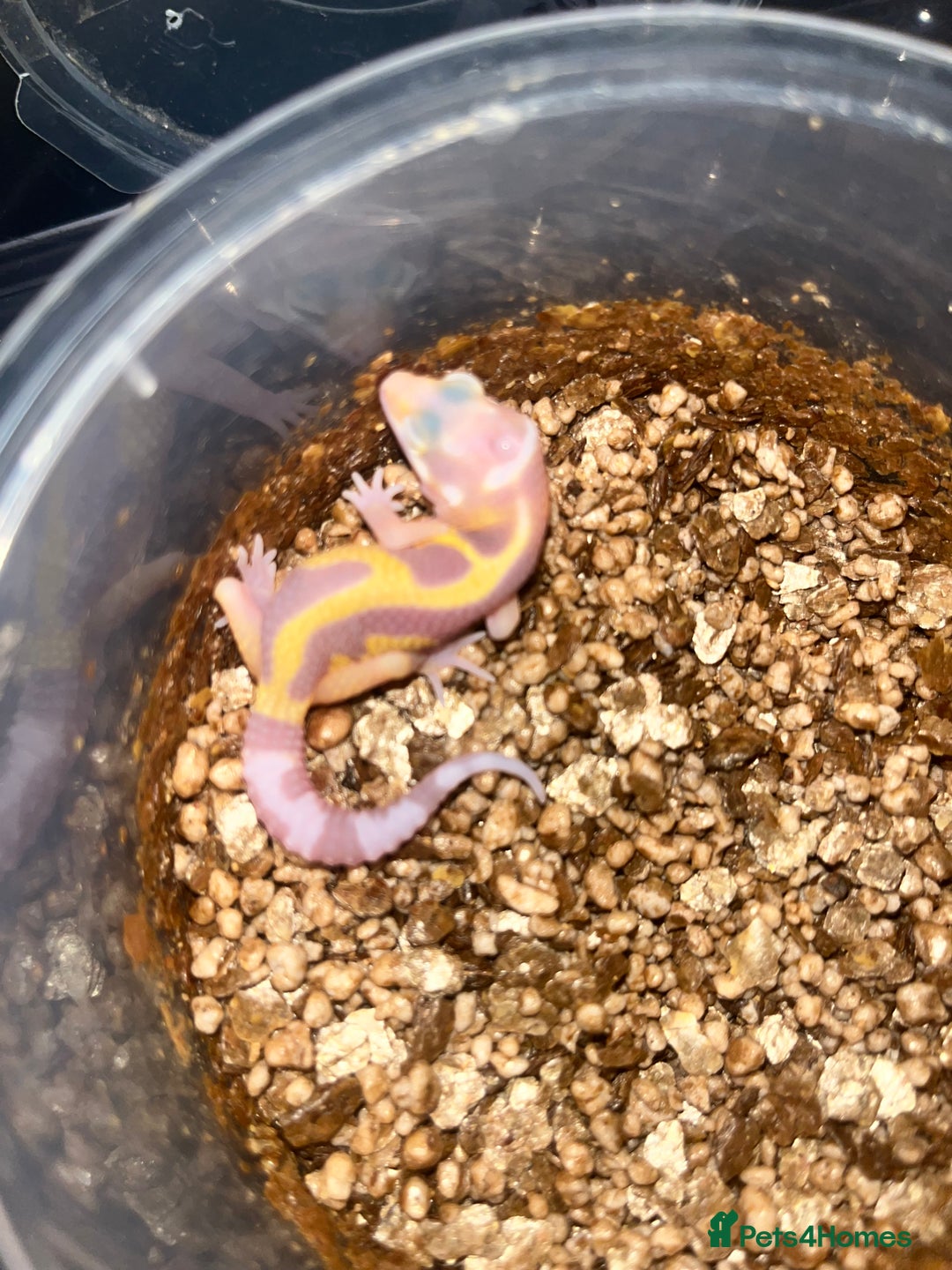 Leopard Gecko reptiles for sale: Baby leopard geckos for sale - Image 9