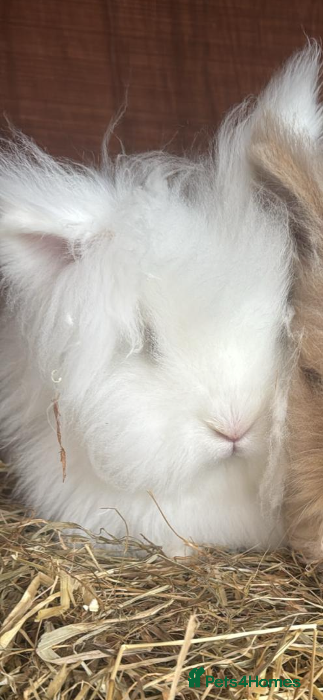 Lionhead rabbits for sale: Lionhead for sale  - Advert 2