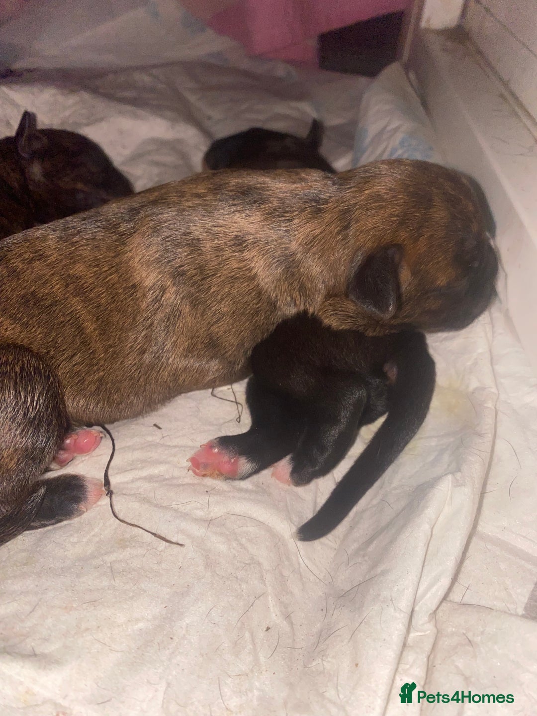 Mixed Breed dogs for sale: 🤩 mum kc boxer dad mini boxer 5 pups rare 🤩 - Advert 10