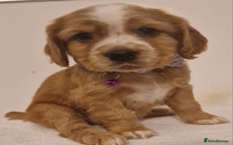 Cocker Spaniel dogs for sale: Cocker spaniel pups for sale  - Image 19