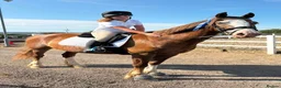Welsh Section D horses for sale: Section D 14.2h mare - Advert 1