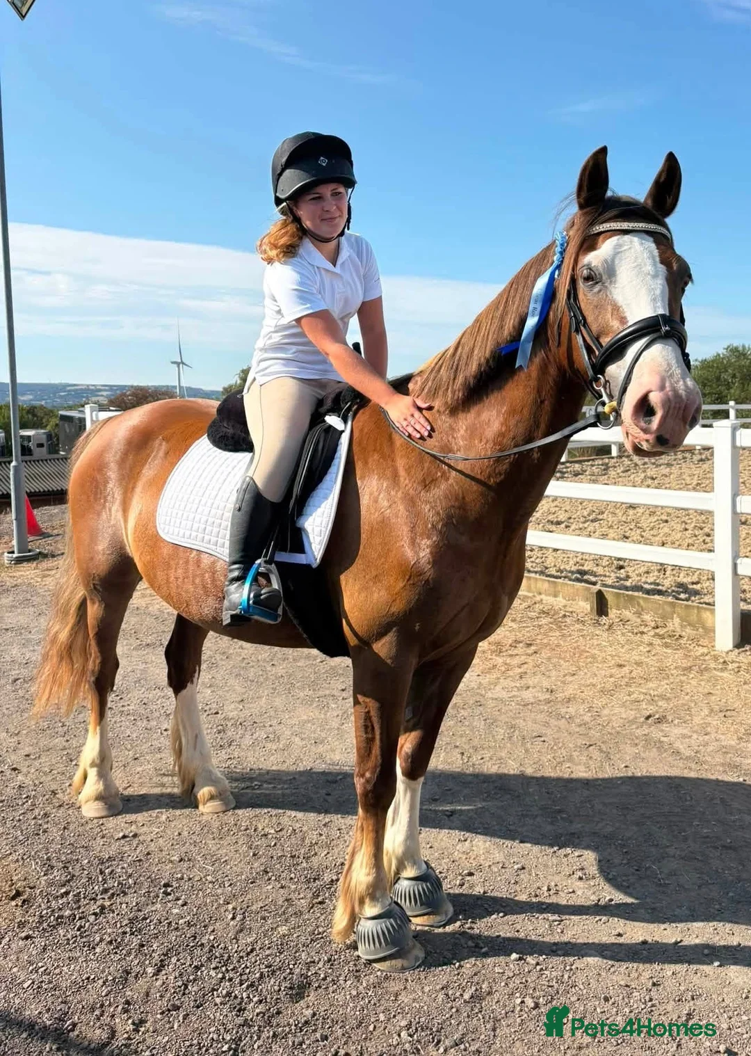 Welsh Section D horses for sale: Section D 14.2h mare - Advert 1