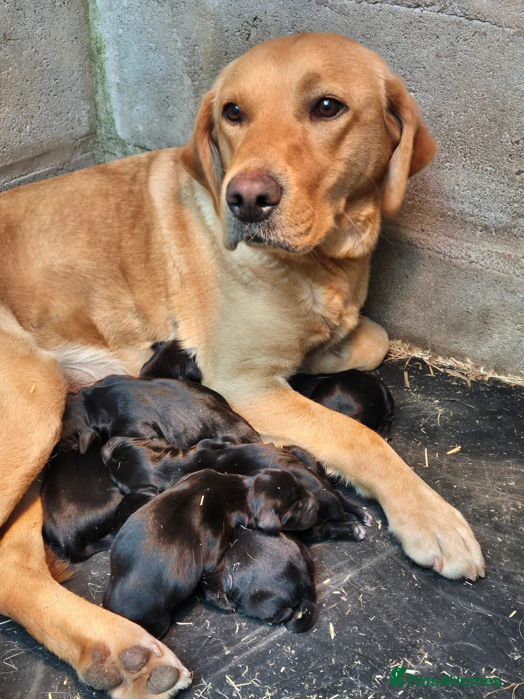 Springador dogs for sale: Springador Puppies - Advert 2