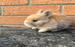 Angora rabbits for sale: English Angora  - Image 10