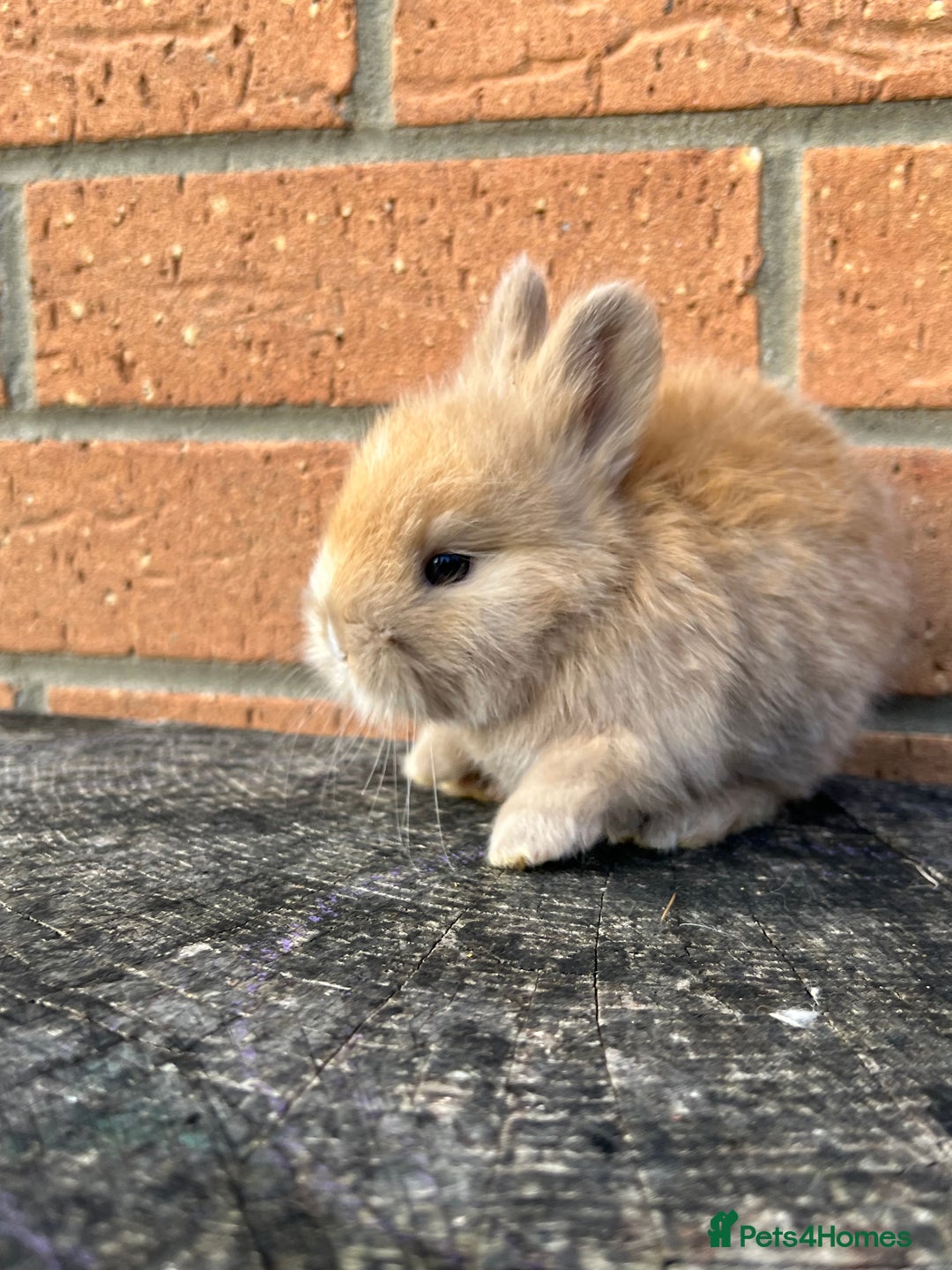 Angora rabbits for sale: English Angora  - Image 10