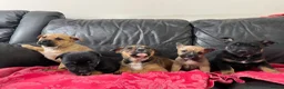 Mixed Breed dogs for sale: German shepherd x Staff litter - super friendly - Advert 7