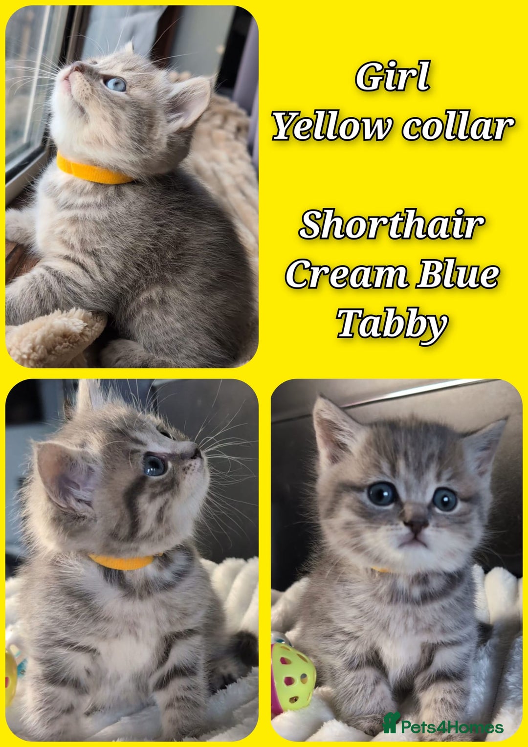 British Longhair cats for sale: 💖💙 BSH and BLH ● TICA & GCCF reg ●  - Advert 6