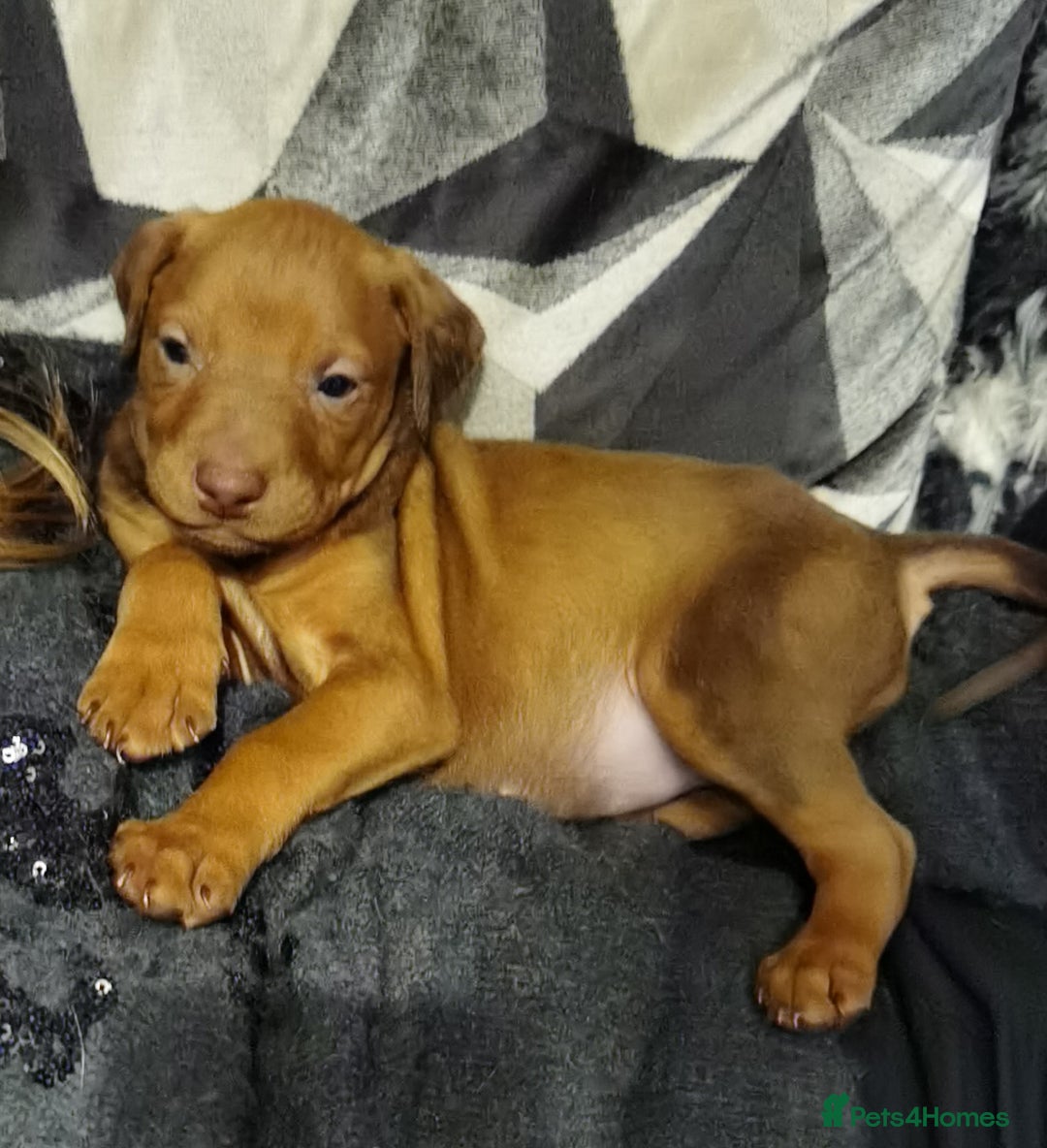 Dobermann dogs for sale: Doberman for sale ready now  - Image 1