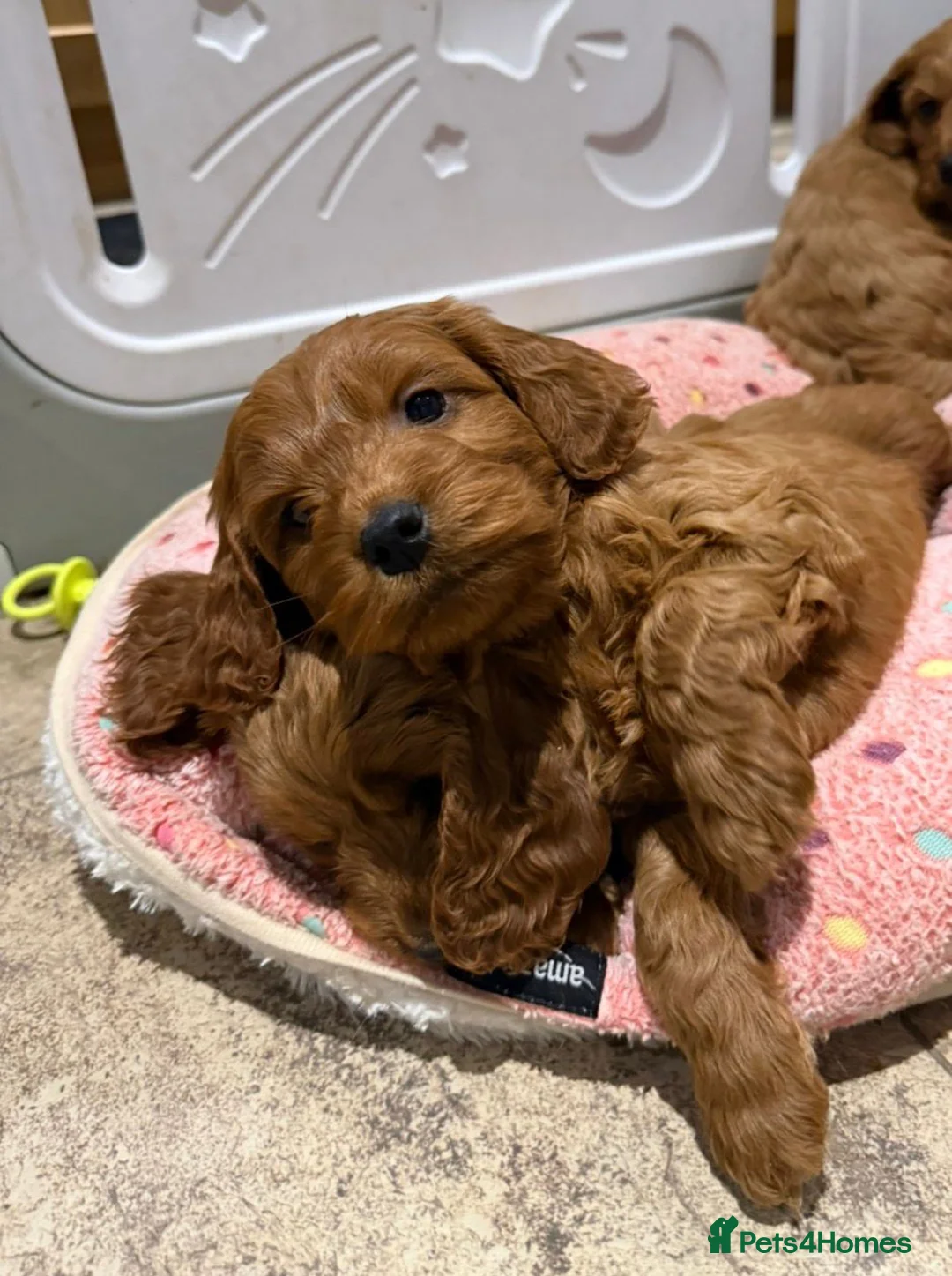 Cocker Spaniel dogs for sale: Cocker Spaniel Puppies - Advert 10