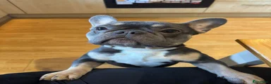 French Bulldog 1