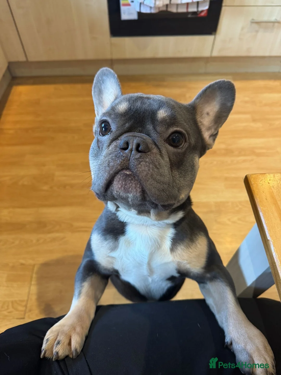French Bulldog dogs for sale: Stitch  - Advert 9