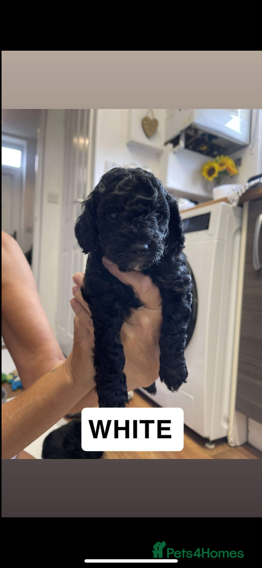 Cockapoo dogs for sale: 🐶ADORABLE F1B COCKAPOOS🐶  - Image 5