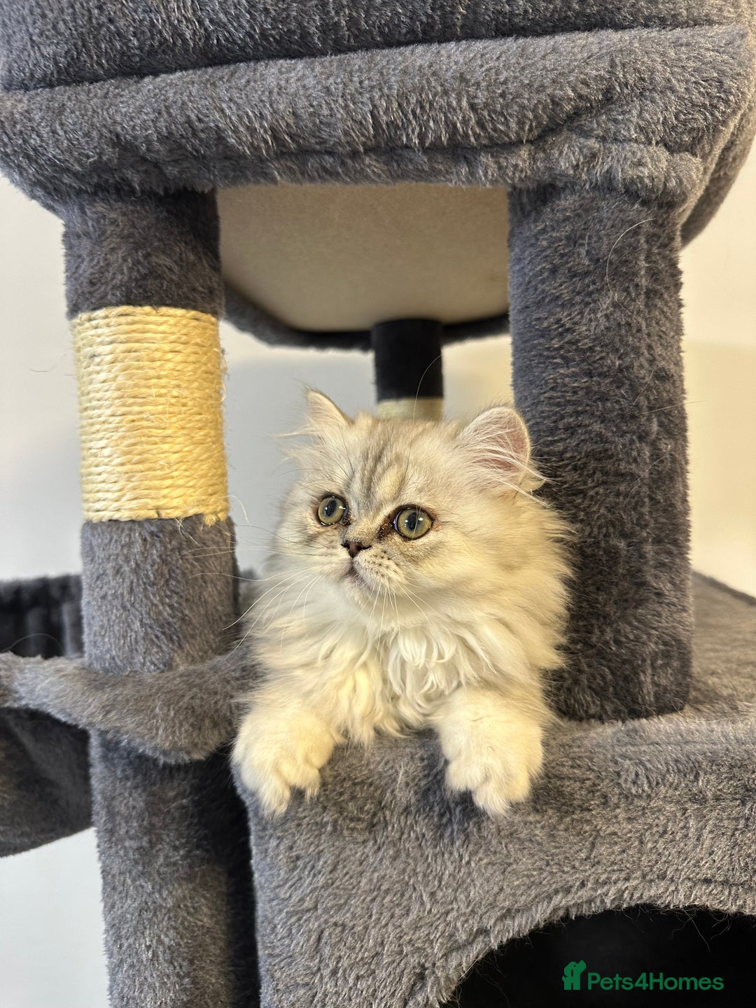 Persian cats for sale: Beautiful Persian x Exotic Kittens - Now Ready! - Image 7