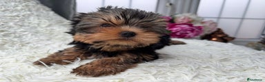 Yorkshire Terrier Puppy 2