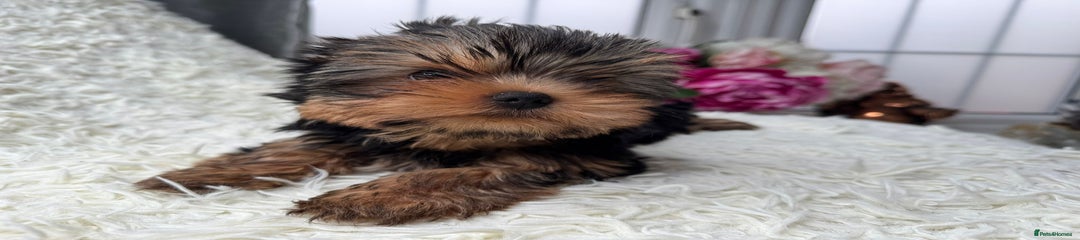 Yorkshire Terrier Puppy 2