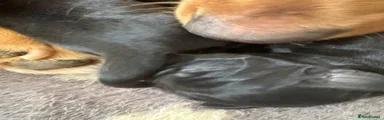 Labrador Retriever 2
