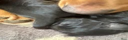 Labrador Retriever dogs for sale: 2 female black labs for sale  - Advert 14