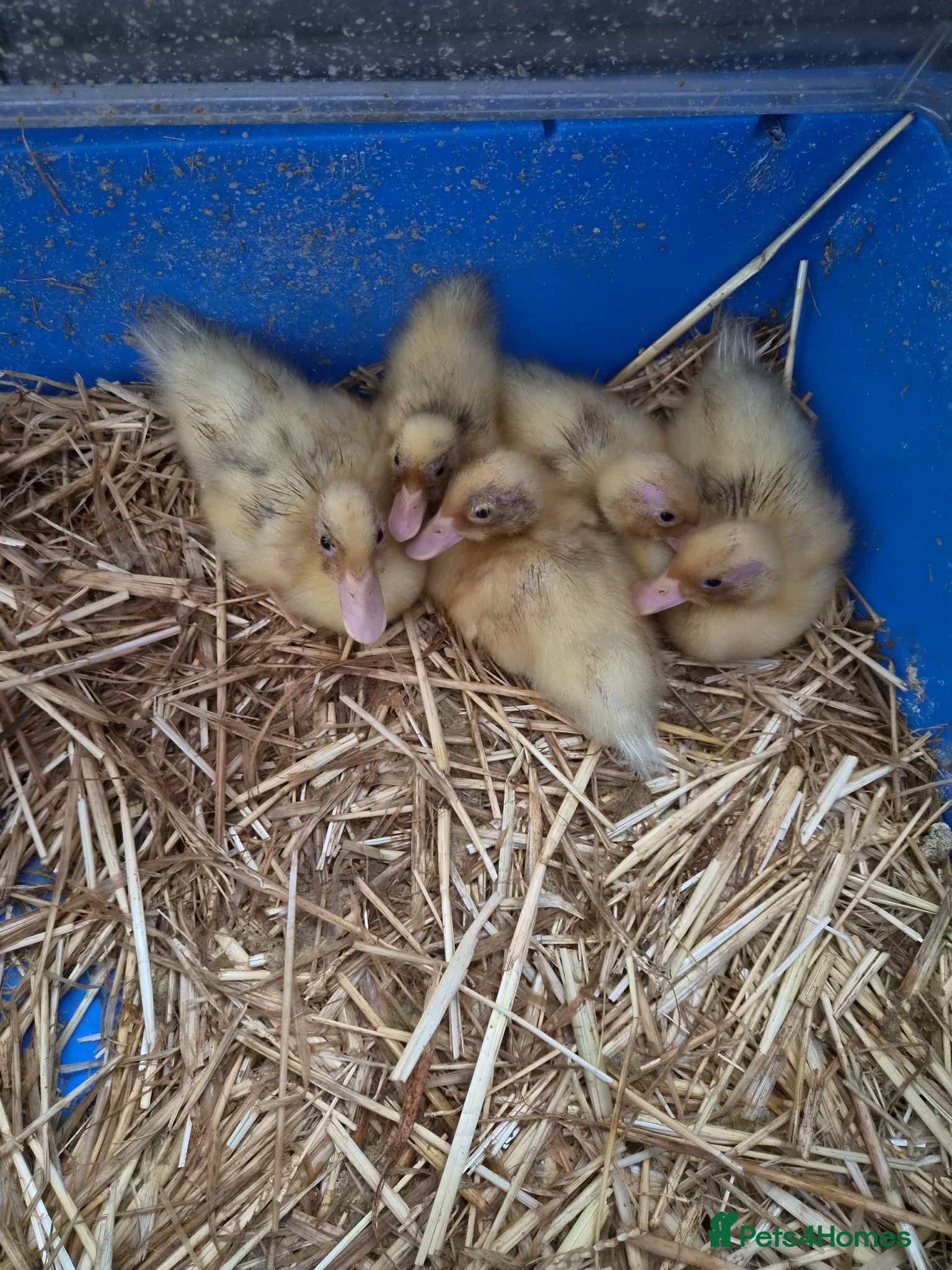 Ducks poultry for sale: 5 call ducklings for sale £30 each  in Manchester - Advert 2