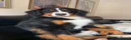 Bernese Mountain Dog dogs for sale: IKC 2 year old female  - Advert 2