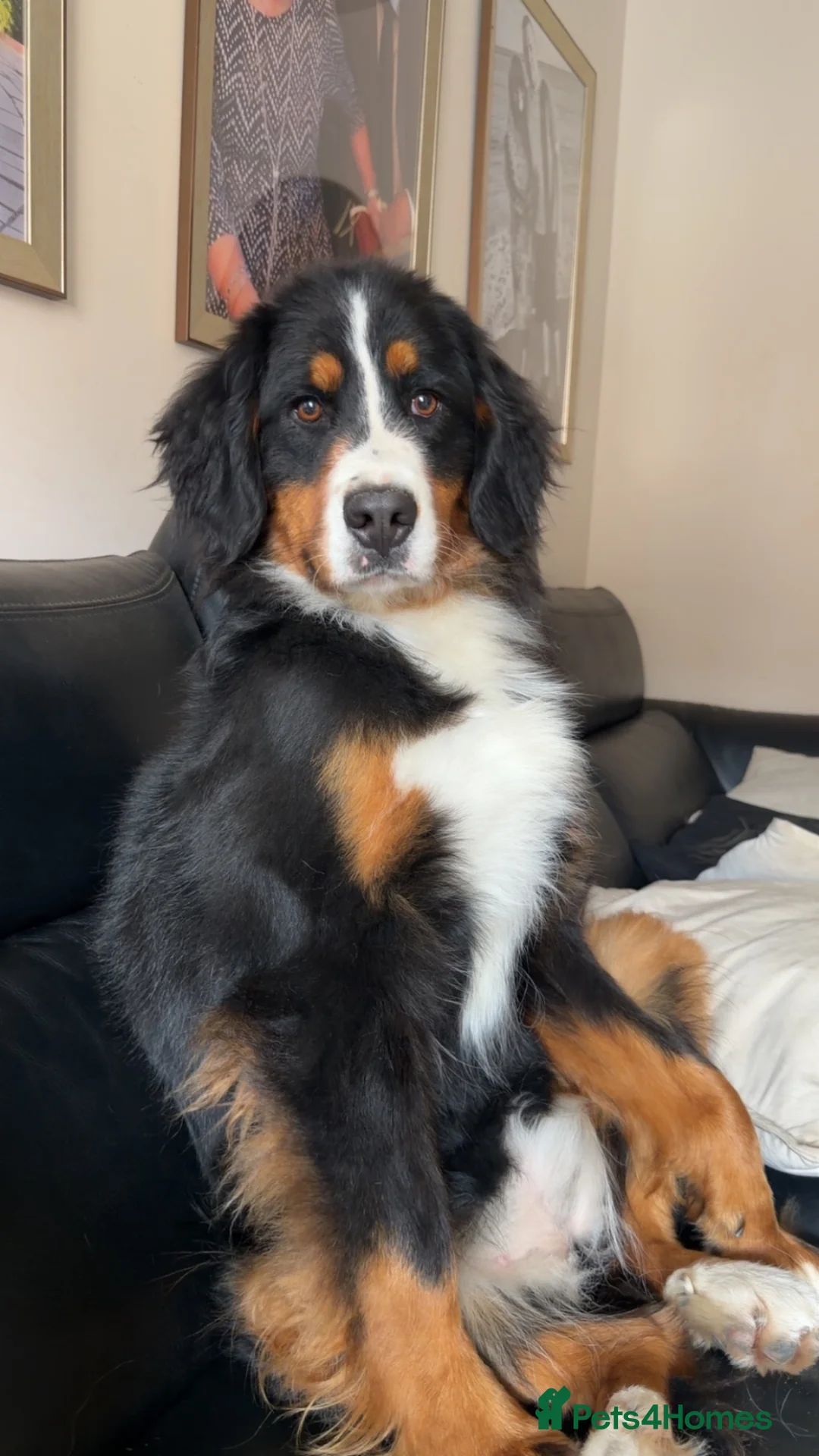 Bernese Mountain Dog dogs for sale: IKC 2 year old female  - Advert 2
